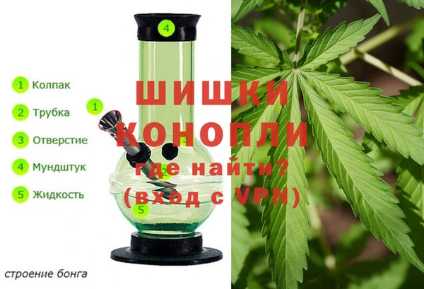 прущие грибы Арсеньев