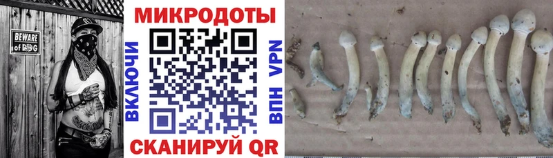 мориарти как зайти  купить закладку  Юрьев-Польский  Псилоцибиновые грибы Psilocybine cubensis 